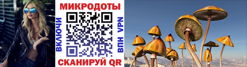 Псилоцибиновые грибы Cubensis  blacksprut онион  Бородино 